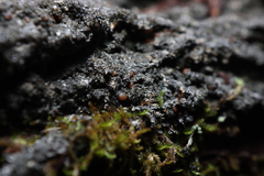 Fuscopannaria leucosticta