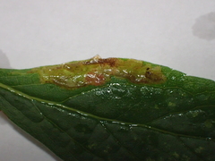 Calycomyza solidaginis