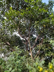 Ficus insipida