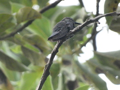 Anthracothorax mango