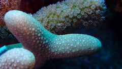 Porites porites