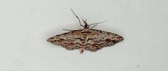 Didymoctenia exsuperata