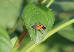Lygaeus reclivatus
