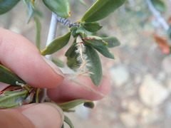 Cercocarpus ledifolius intermontanus