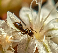 Brachymyrmex patagonicus