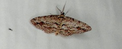 Didymoctenia exsuperata