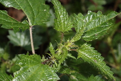 Urtica incisa