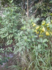 Ficus insipida