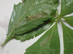 Phyllocnistis ampelopsiella