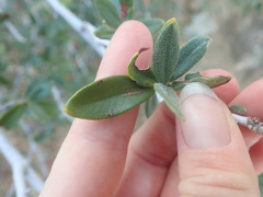 Cercocarpus ledifolius intermontanus