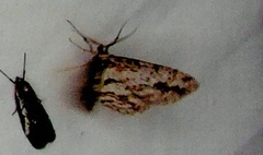 Didymoctenia exsuperata