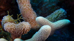 Porites porites