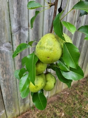 Pyrus