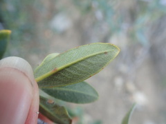 Cercocarpus ledifolius intermontanus