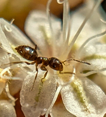 Brachymyrmex patagonicus