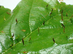 Vasates aceriscrumena