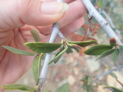 Cercocarpus ledifolius intermontanus