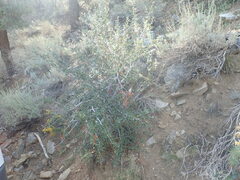 Cercocarpus ledifolius intermontanus