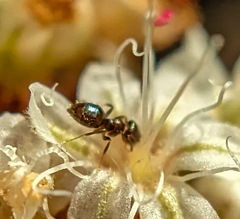 Brachymyrmex patagonicus