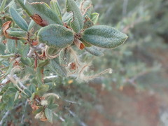 Cercocarpus ledifolius intermontanus