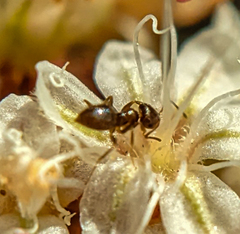Brachymyrmex patagonicus