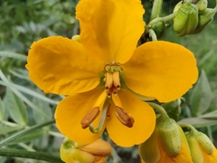 Senna hirsuta