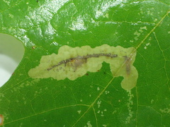 Cameraria saccharella