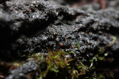 Fuscopannaria leucosticta