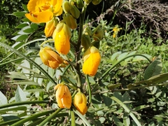 Senna hirsuta