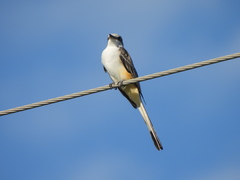 Tyrannus forficatus