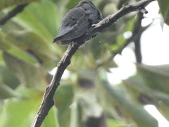 Anthracothorax mango