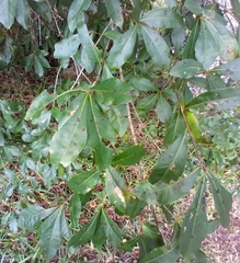 Quercus