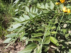 Senna hirsuta