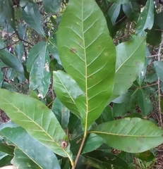 Quercus