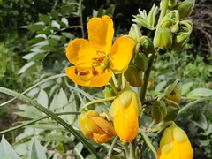 Senna hirsuta