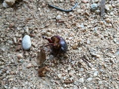 Phyllognathus excavatus