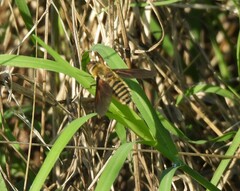 Poecilanthrax lucifer