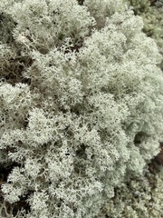 Cladonia stellaris