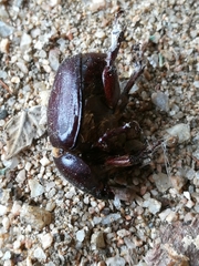 Phyllognathus excavatus
