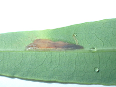 Caloptilia hypericella