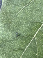 Condylostylus longicornis