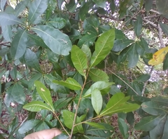 Quercus