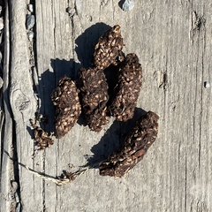 Urocyon cinereoargenteus