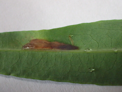 Caloptilia hypericella