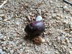 Phyllognathus excavatus