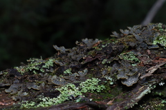 Pseudocyphellaria holarctica