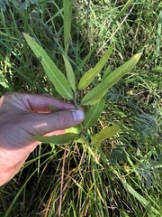 Asclepias viridiflora