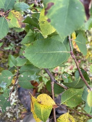 Amelanchier bartramiana