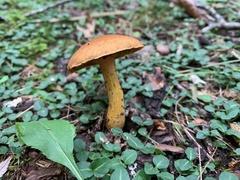 Boletus auripes
