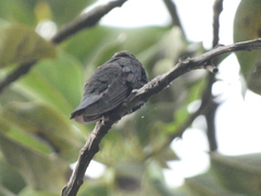 Anthracothorax mango